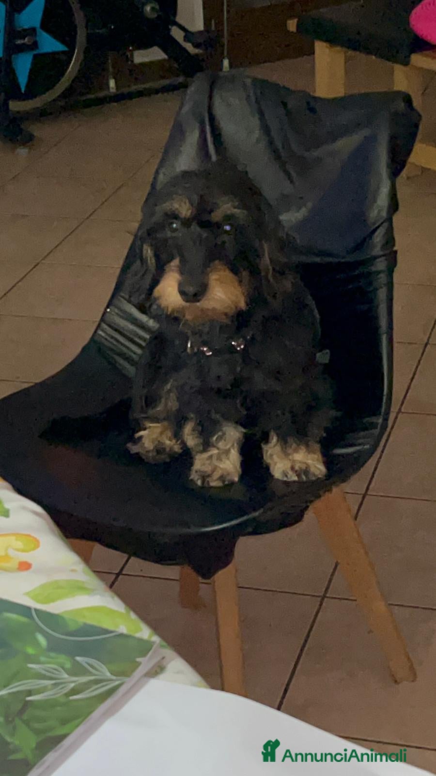 Bassotto cani Bassotto a pelo duro standard - Annuncio 1