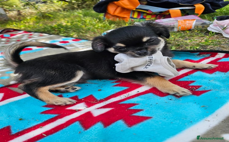 Chihuahua cani a Città metropolitana di Roma Capitale - Annuncio 18