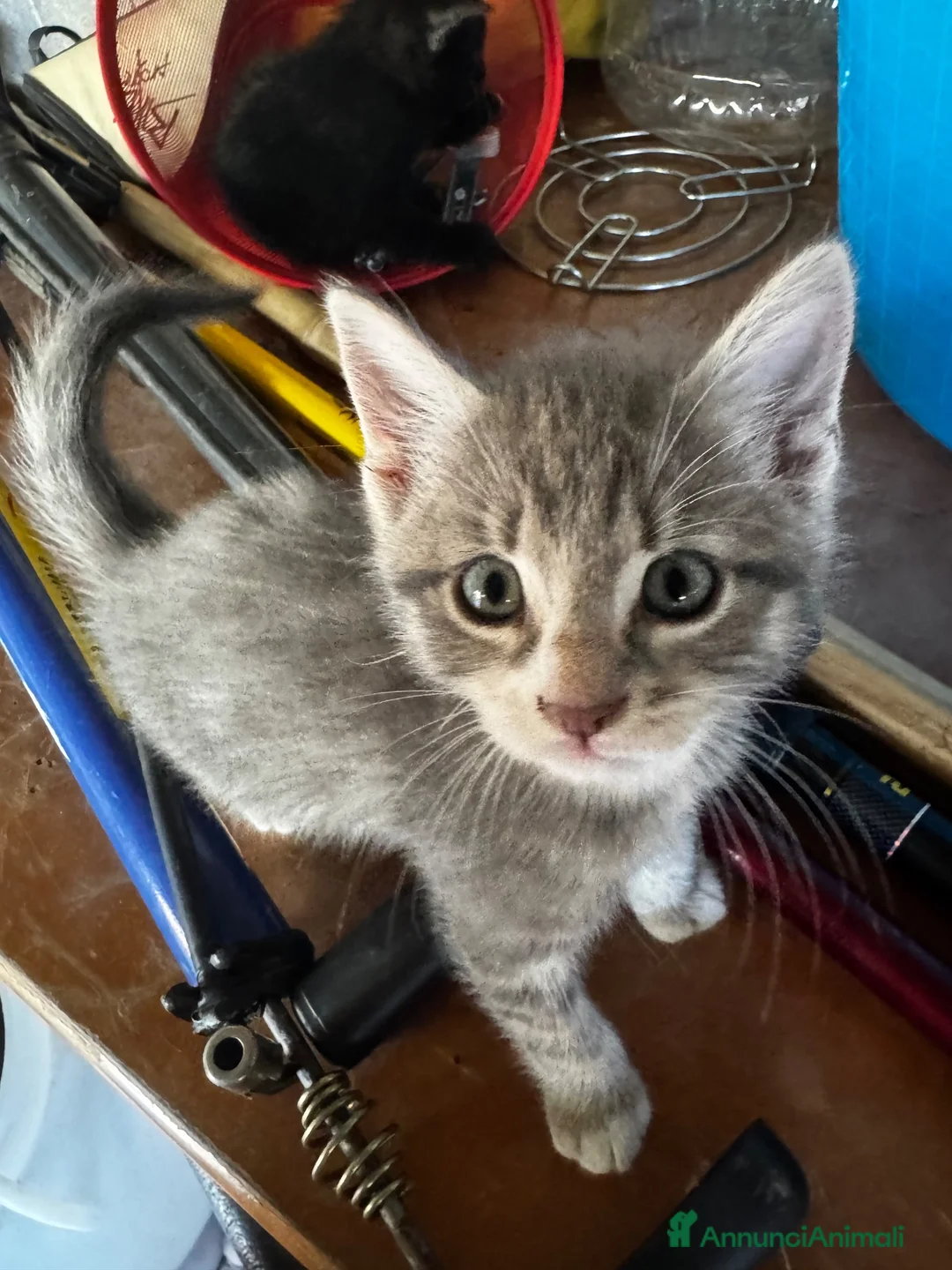 Meticcio gatti in vendita: Gattino - Annuncio 1