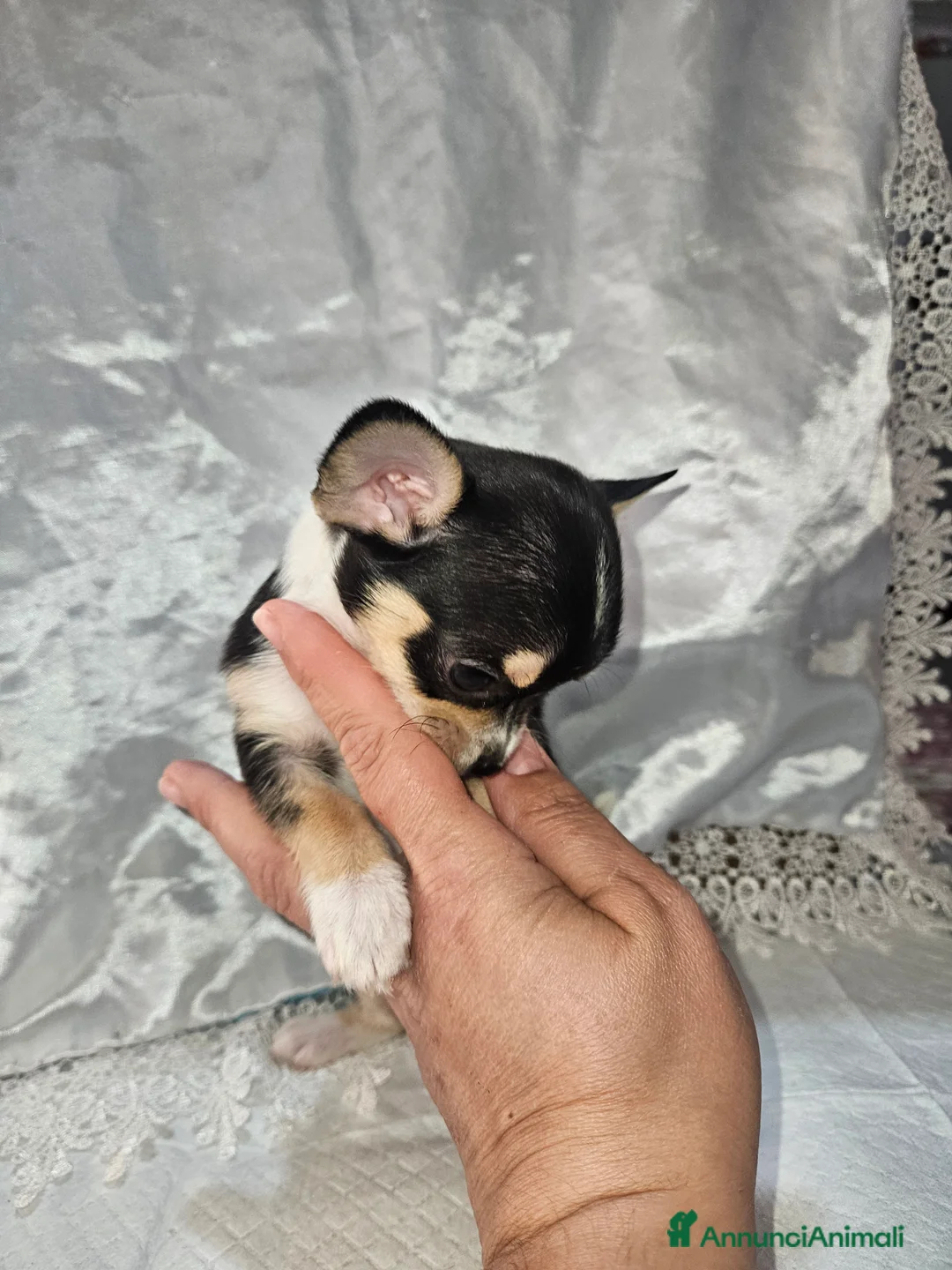 Chihuahua cani in vendita: Chihuahua toy mini - Annuncio 8