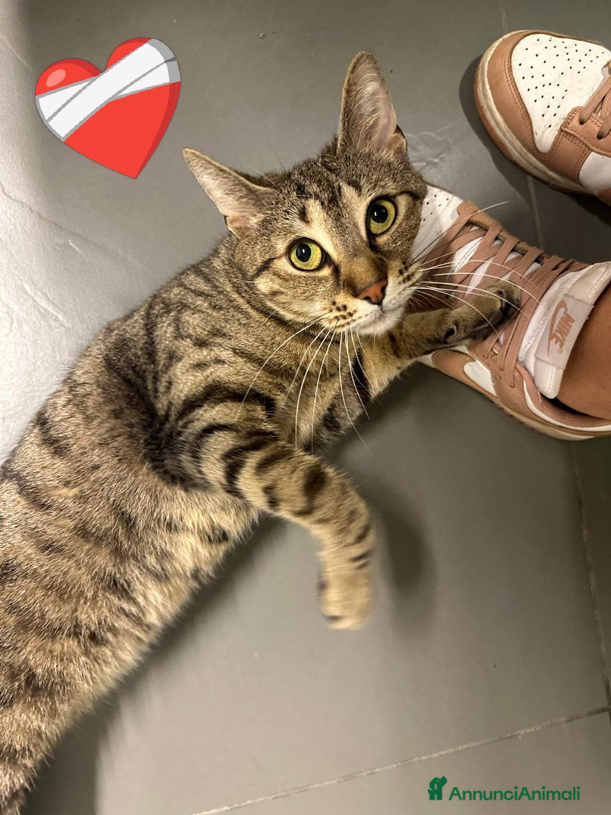 Europeo gatti  Tigratina speciale! - Annuncio 2