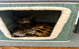 Bengala gatti in vendita: Bengala cuccioli 2 mesi con pedigree a Provincia di Alessandria - Immagine 7