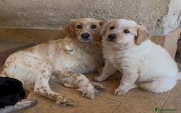 Meticcio cani in regalo: Cucciolo dolcissimo mix setter – tg medio-piccola a Città Metropolitana di Venezia - Immagine 10