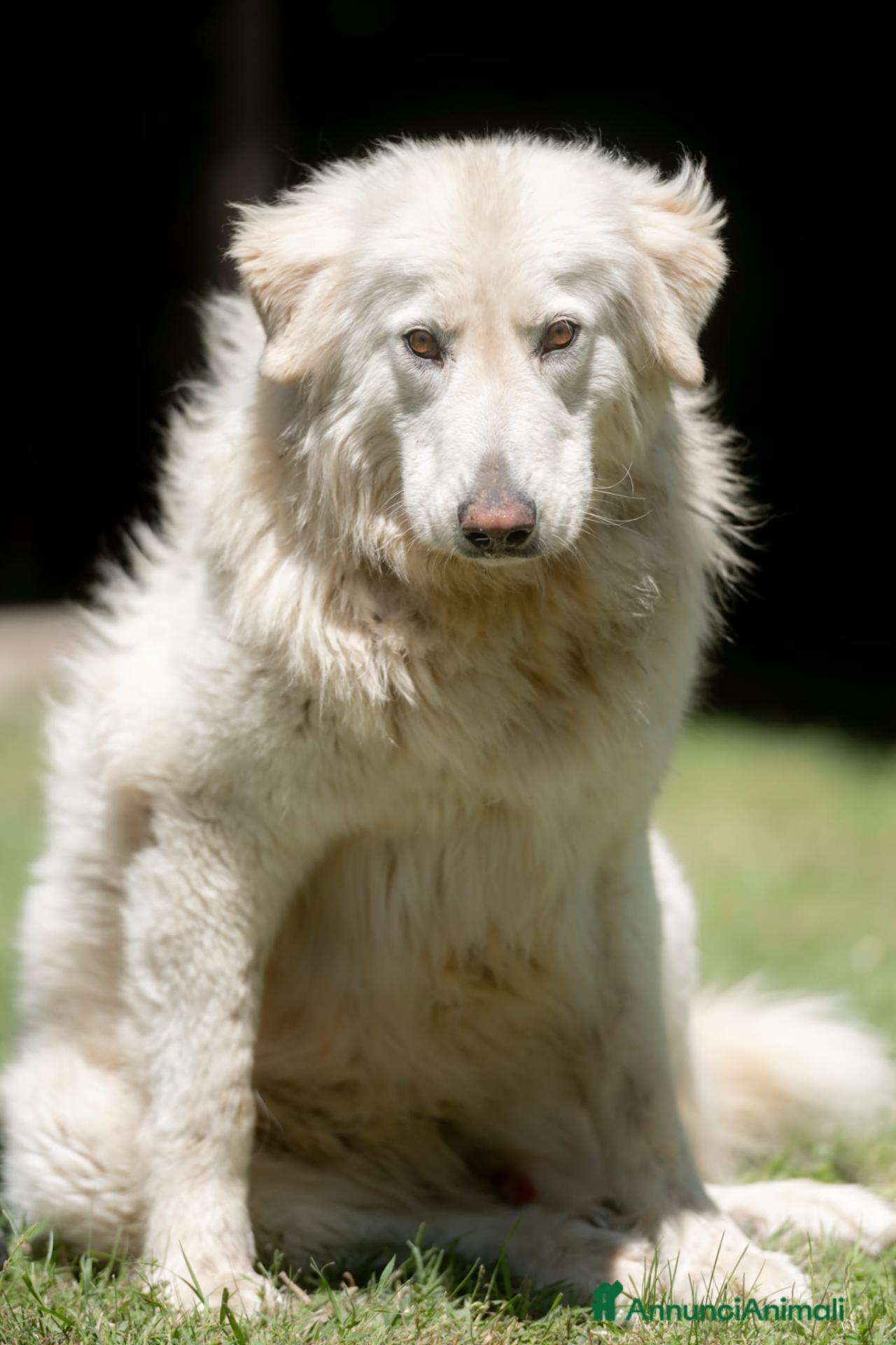 Meticcio cani YELLOW MERITA UNA VITA VERA, NON LO CREDI ? - Annuncio 30