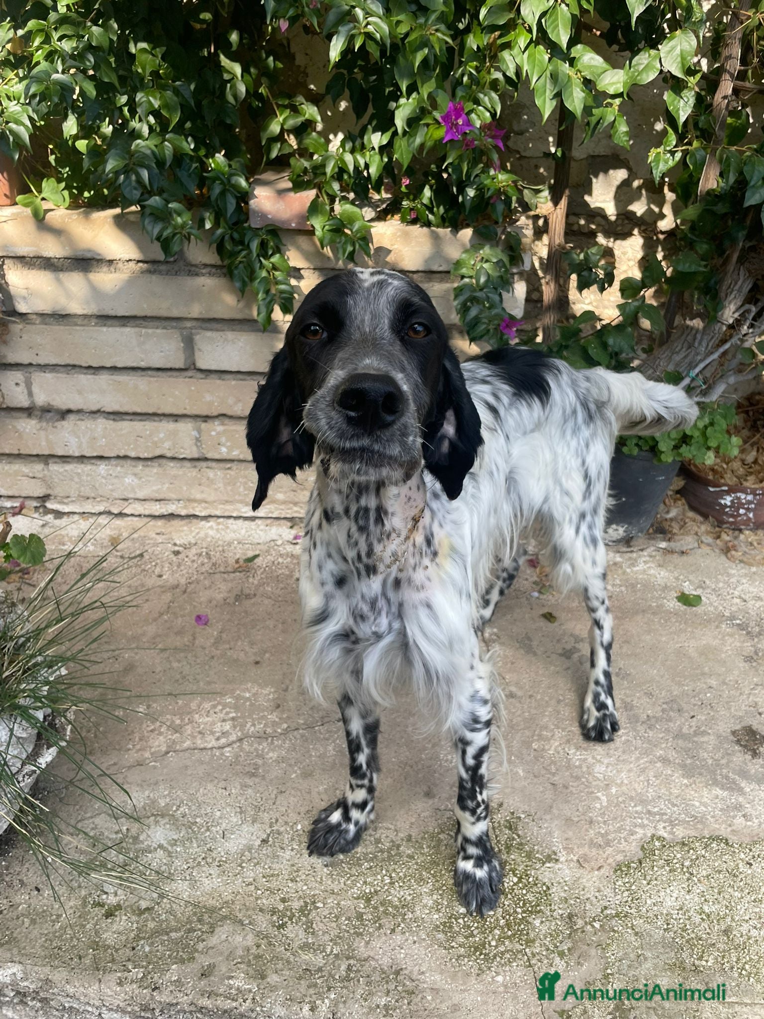 Setter Inglese cani PLUTO Setter Inglese di 3 anni - Annuncio 3