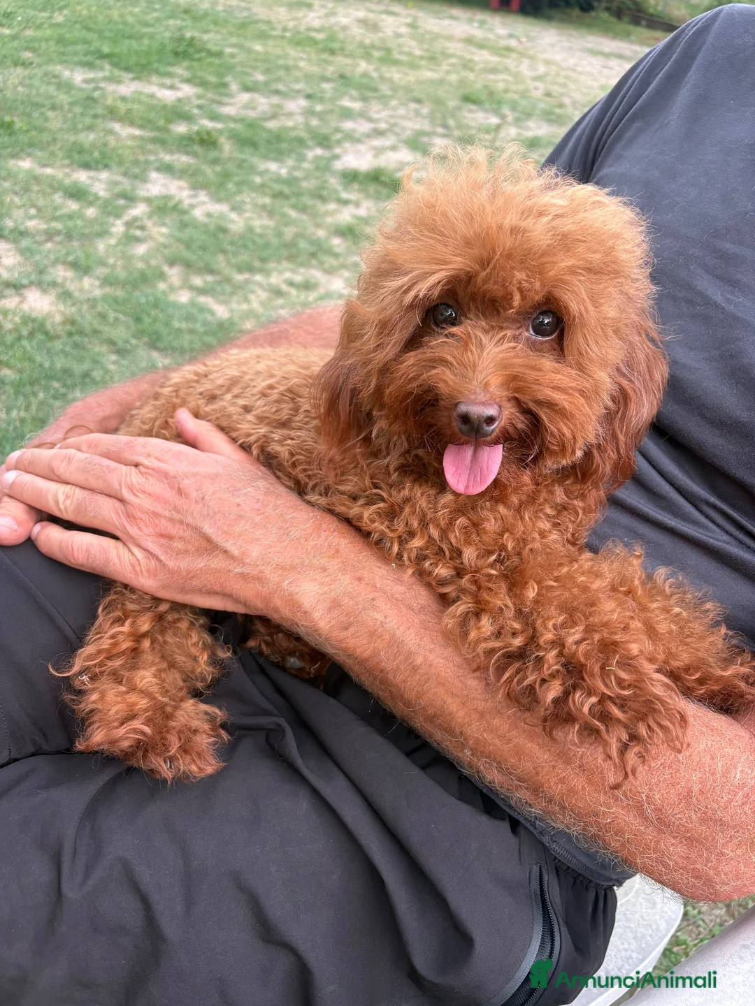 Barboncino Toy cani in vendita: Barboncino Toy con pedegree Enci  - Annuncio 2