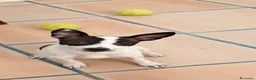 Meticcio cani in regalo: Alice dolce cucciola taglia  piccola - Annuncio 1