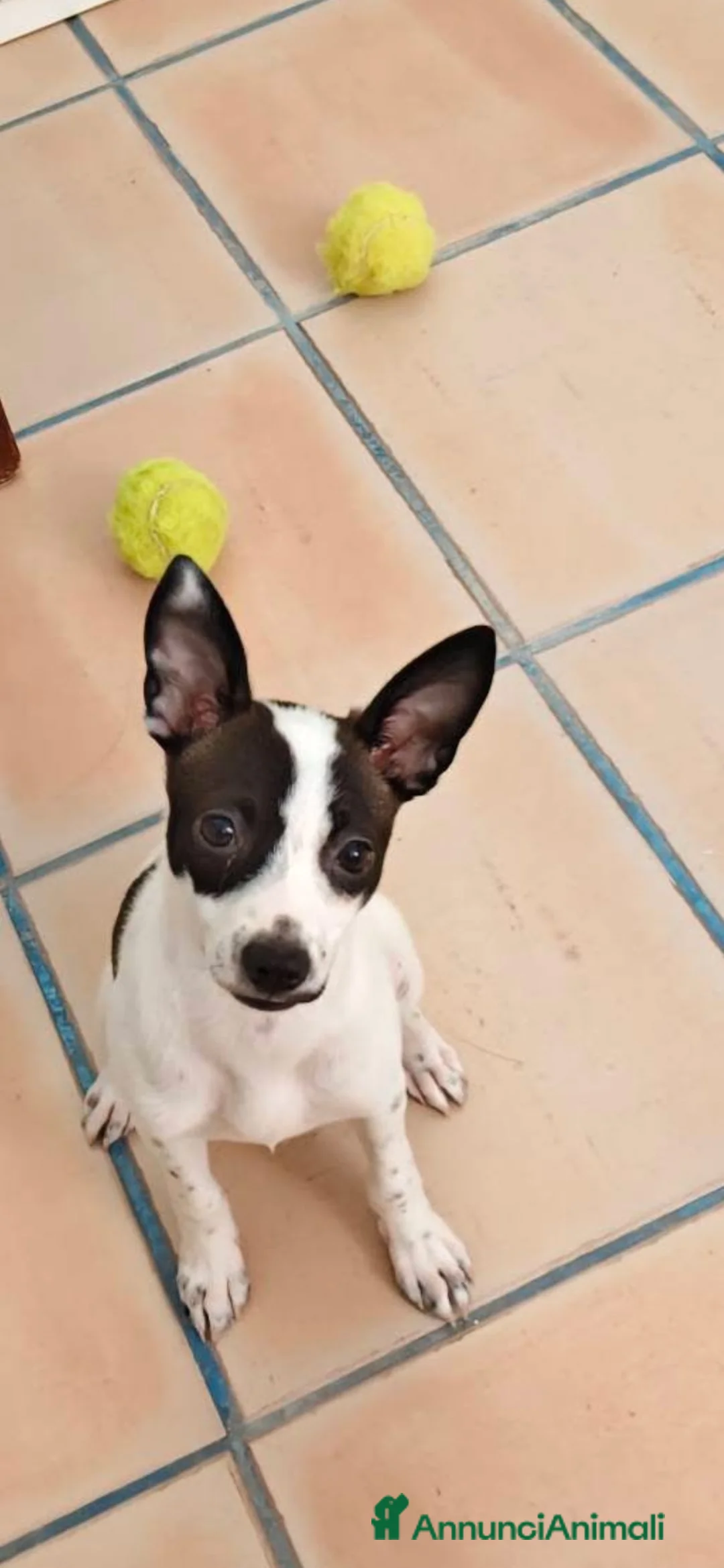 Meticcio cani in regalo: Alice dolce cucciola taglia  piccola - Annuncio 1