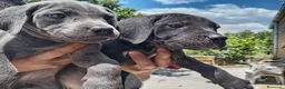 Cane Corso cani in vendita: Ultimi cuccioli di cane corso  a Libero consorzio comunale di Agrigento - Annuncio 7