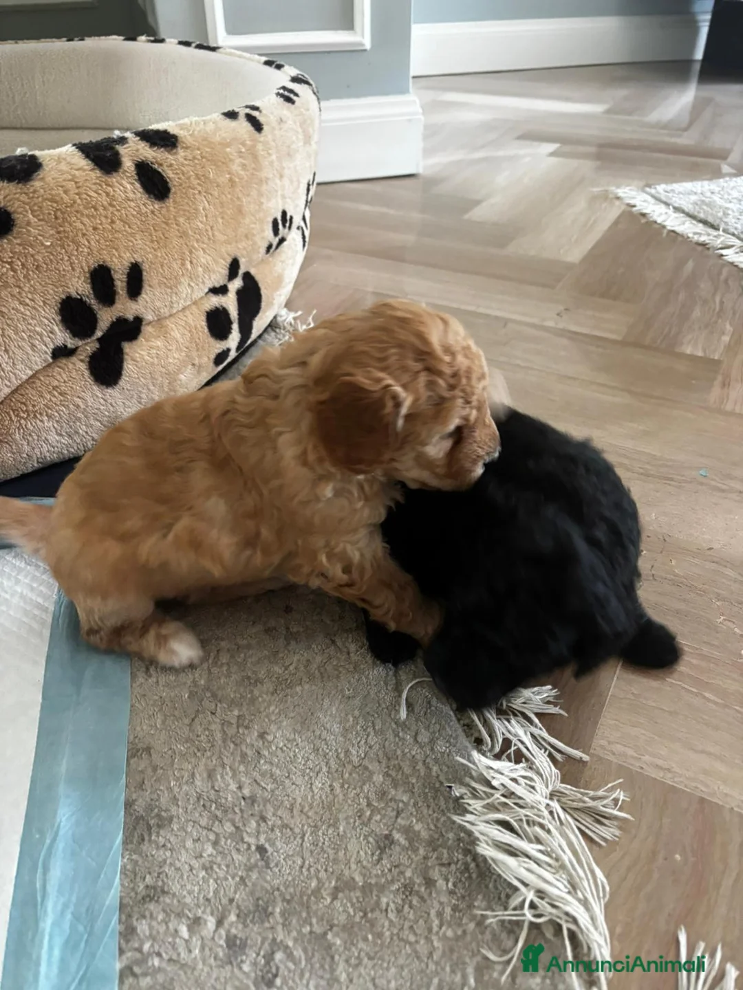Meticcio cani in vendita: Barboncino nano/medio  - Annuncio 2