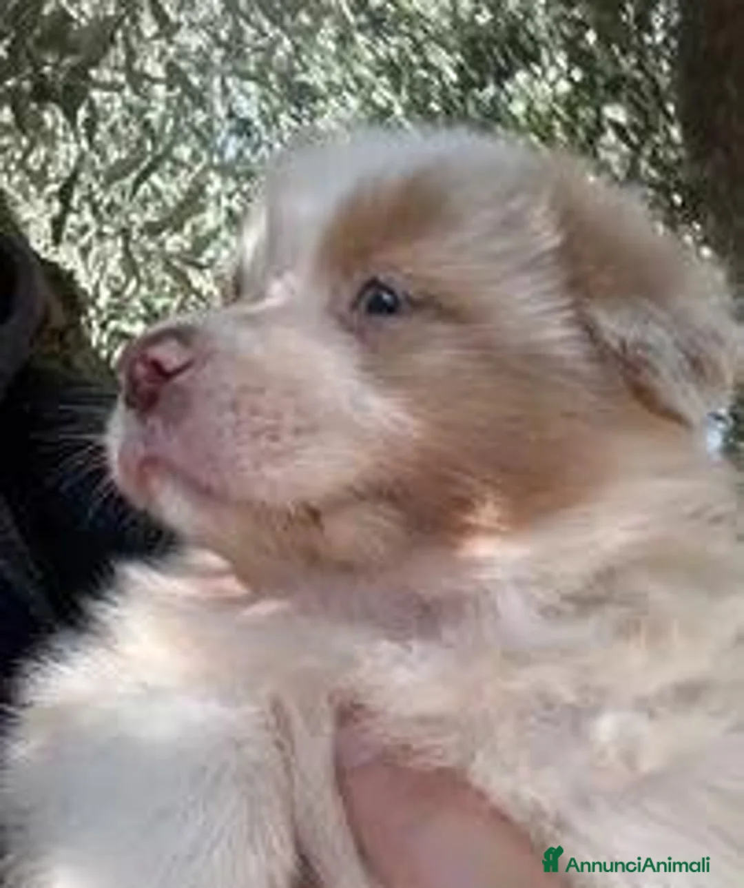 Australian Shepherd cani in vendita: cuccioli di pastore australiano - Annuncio 2