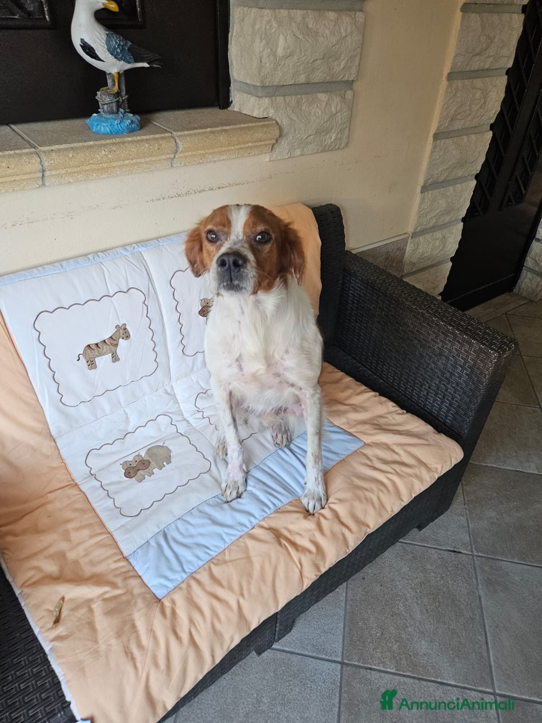 Breton cani in regalo: Tommy: giovane bretoncino socievole equilibrato  - Annuncio 7