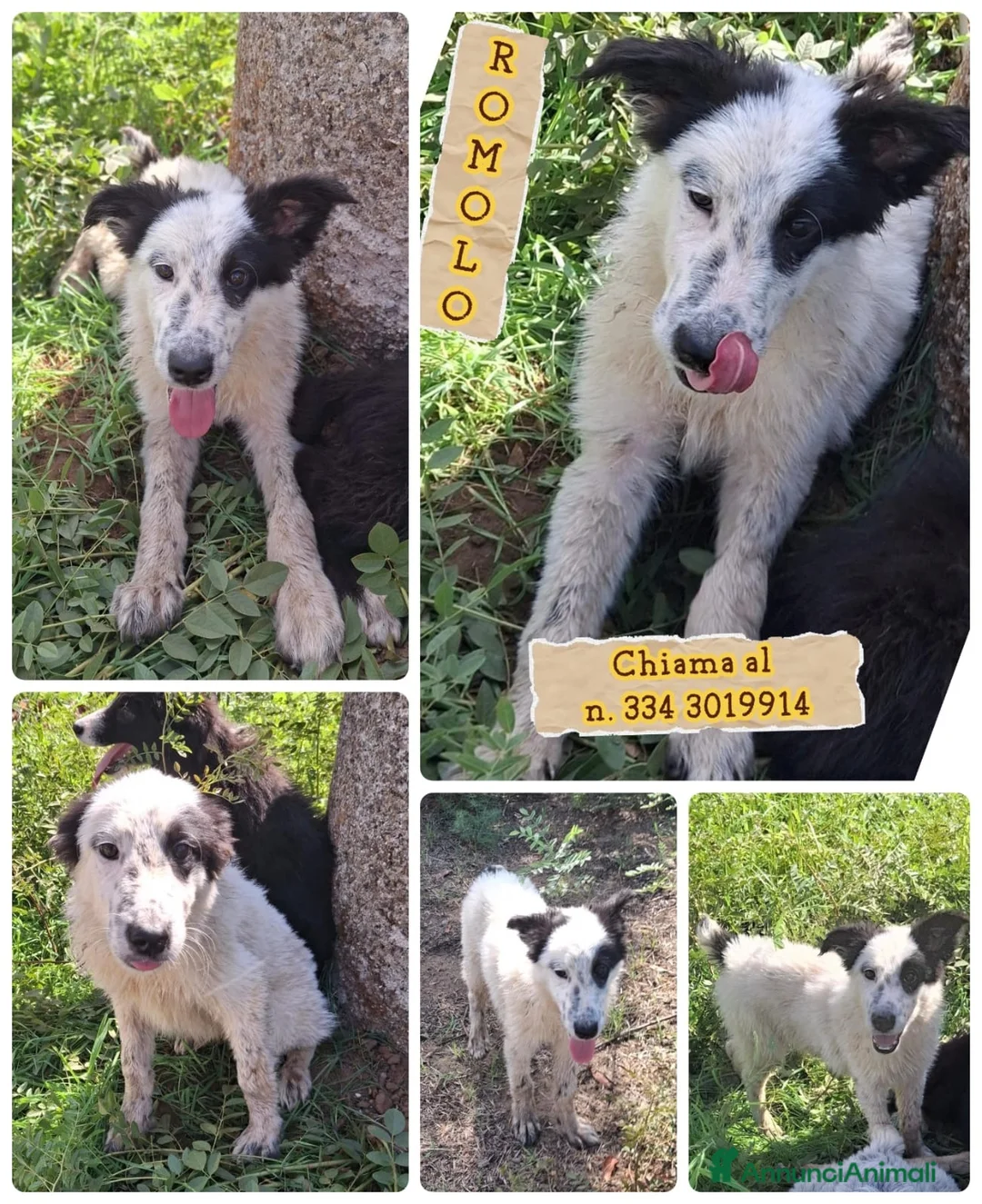 Meticcio cani in regalo: ROMOLO 💙 MA UNO COME LUI DOVE LO TROVI? 🥰 - Annuncio 6