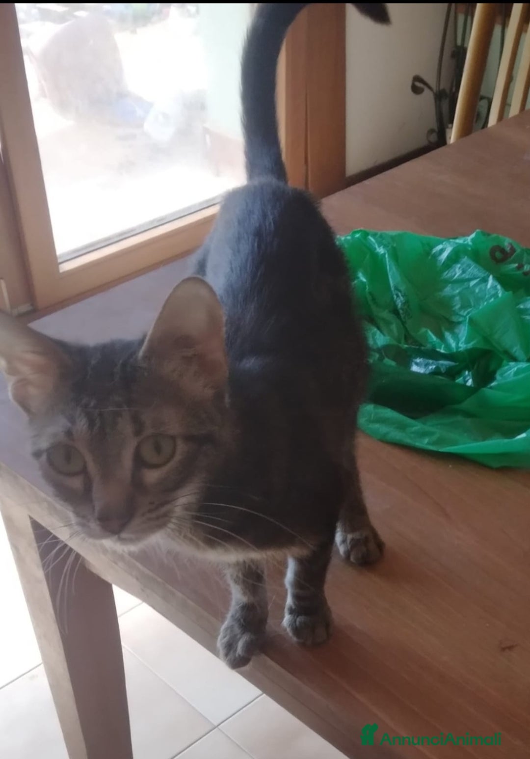 Meticcio gatti in regalo: Gattino 6 mesi in regalo - Annuncio 3