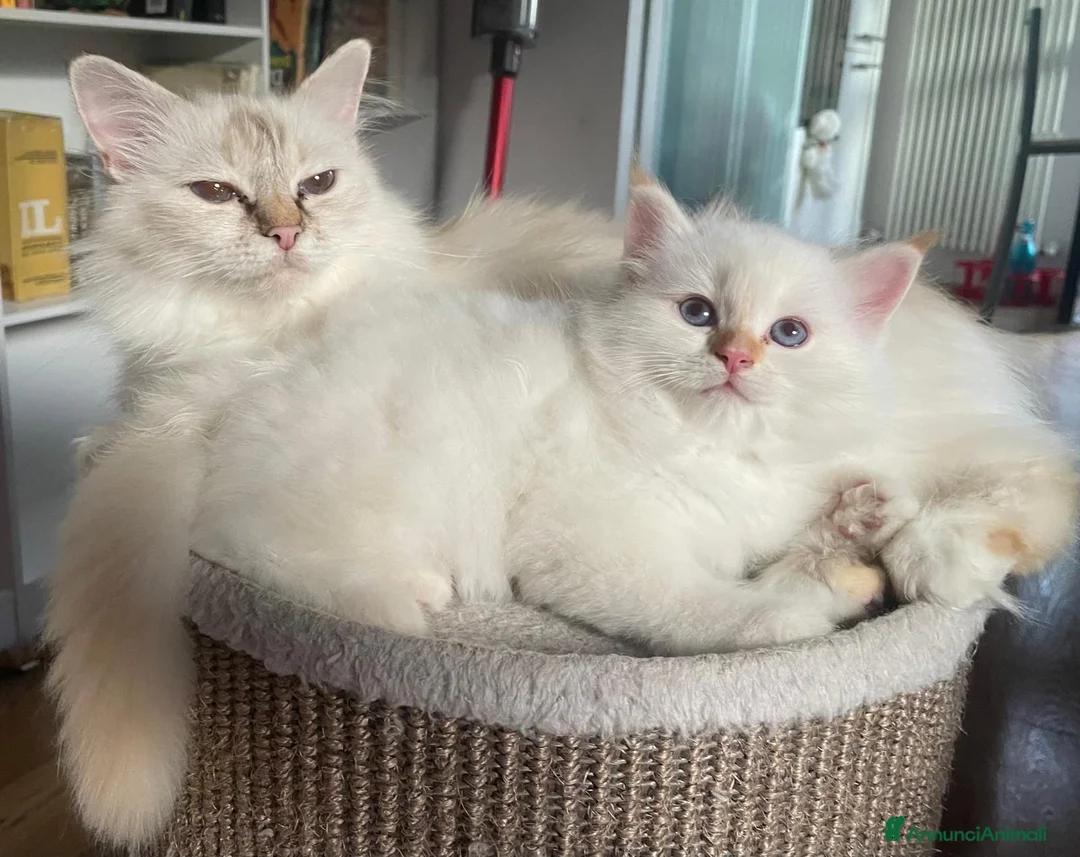 Sacro di Birmania gatti in vendita: CUCCIOLI SACRO BIRMANIA BOLOGNA - Annuncio 1