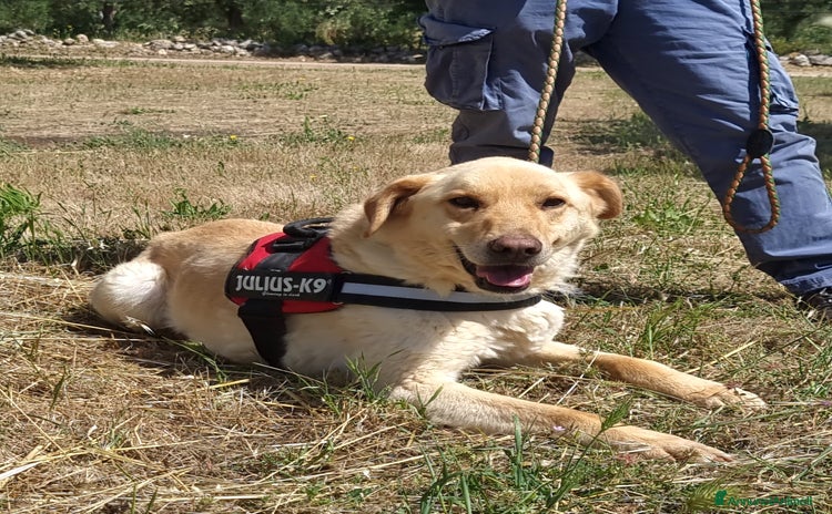 Meticcio cani - Annuncio 1