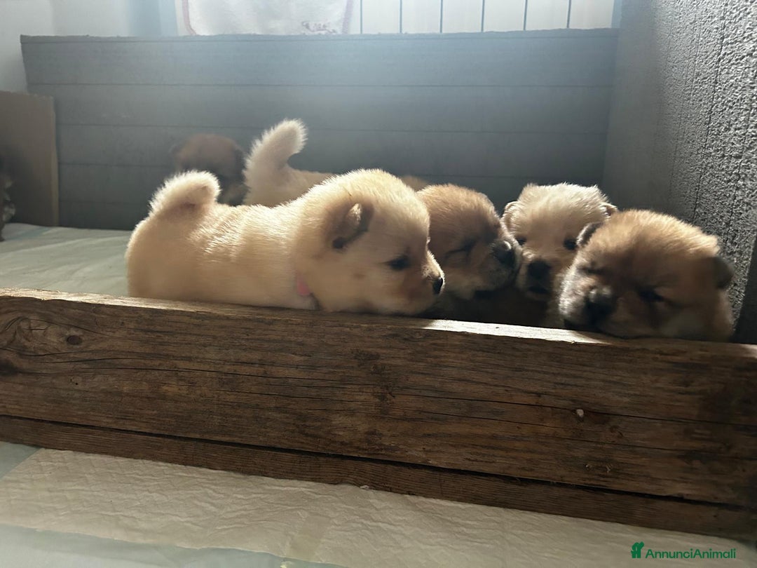 Chow Chow cani in vendita: Cuccioli di Chow Chow  - Annuncio 4