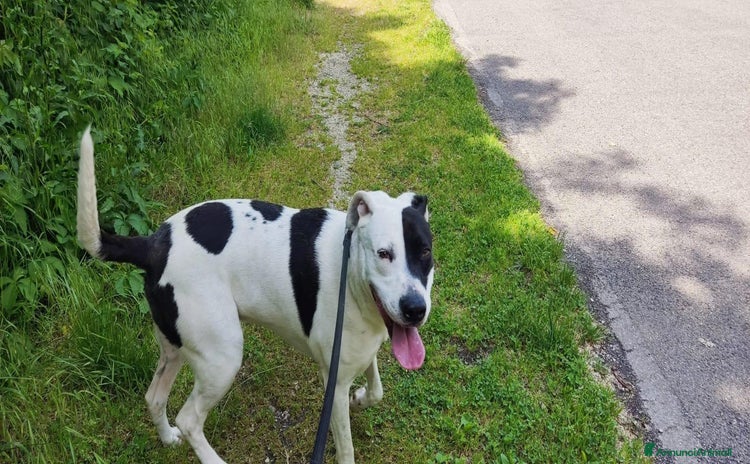 Meticcio cani a Provincia di Bergamo - Annuncio 17