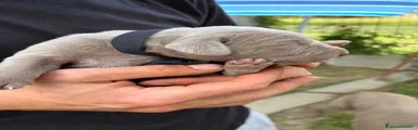 Weimaraner 6