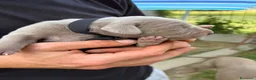 Weimaraner cani in vendita: Cucciolata di 6 weimaraner  - Annuncio 5