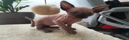 Sphynx gatti in vendita: Gattini Sphynx  - Annuncio 3
