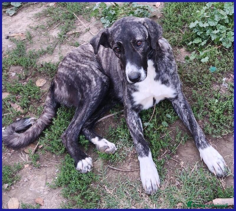 Meticcio cani in regalo: VESPA 6-7mesi meravigliosa cucciolona - Annuncio 2