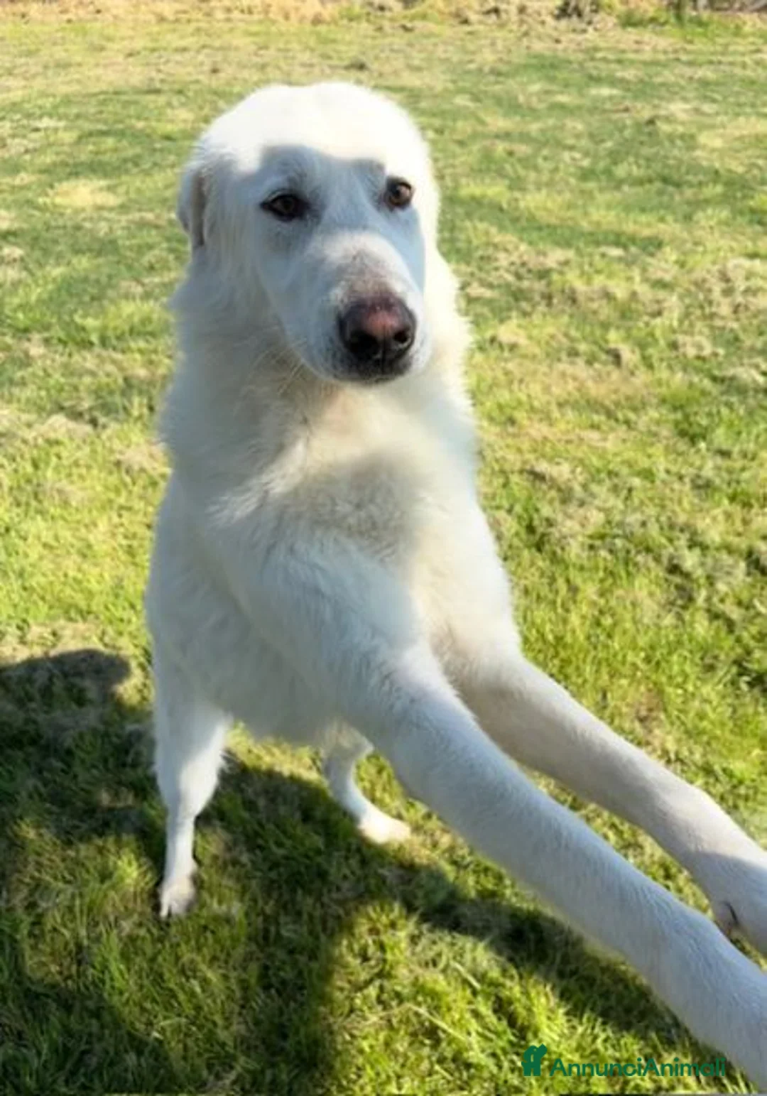 Pastore Maremmano cani in regalo: Il gigante buono: incontra Murdok - Annuncio 2