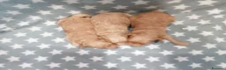 Barboncino cani in vendita: Barboncini nani cuccioli - Annuncio 4