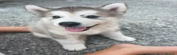 Alaskan Malamute cani in vendita: cucciolata di Alaskan Malamute - Annuncio 3