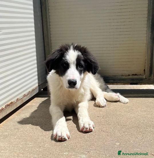 Meticcio cani ALBA e ORLANDO meravigliosi cuccioloni tg grande - Annuncio 6