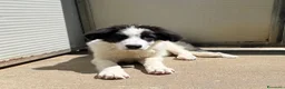 Meticcio cani in regalo: ALBA e ORLANDO meravigliosi cuccioloni tg grande - Annuncio 1