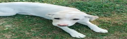 Meticcio cani in regalo: Flo cucciola di 4 mesi cerca casa - Annuncio 7