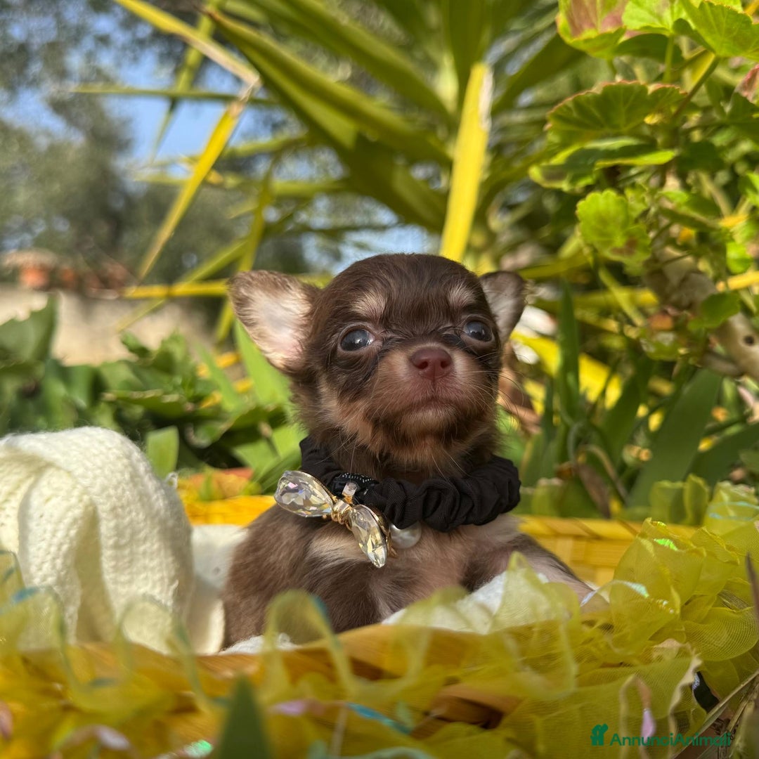 Chihuahua cani in vendita: 5 meravigliosi cuccioli chihuahua pedigree enci  - Annuncio 4