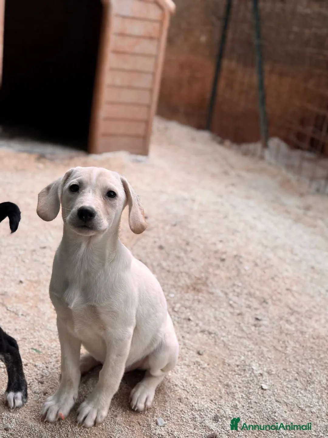 Altre razze cani in regalo: titus e bobby - Annuncio 3