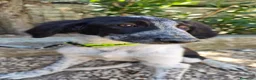 Meticcio cani in regalo: BIRBA, YUMA E BIMBA - Annuncio 4