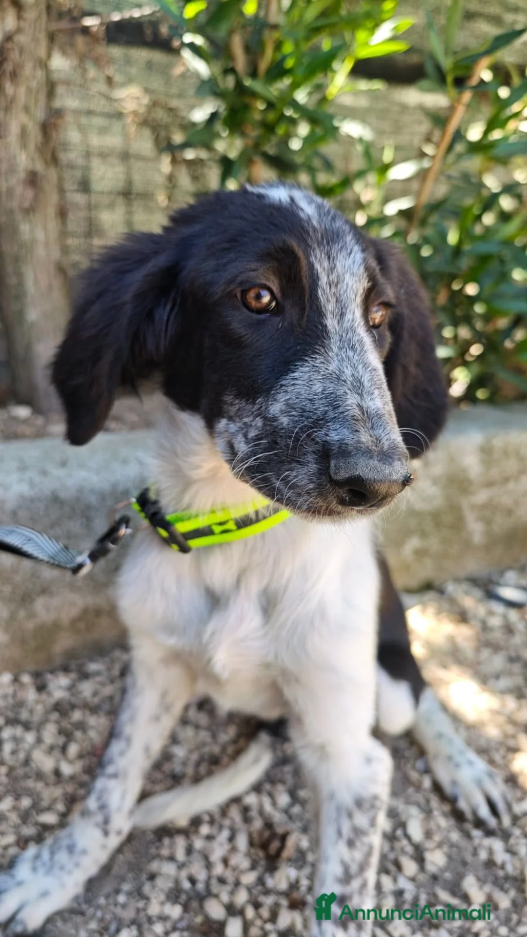 Meticcio cani in regalo: BIRBA, YUMA E BIMBA - Annuncio 4