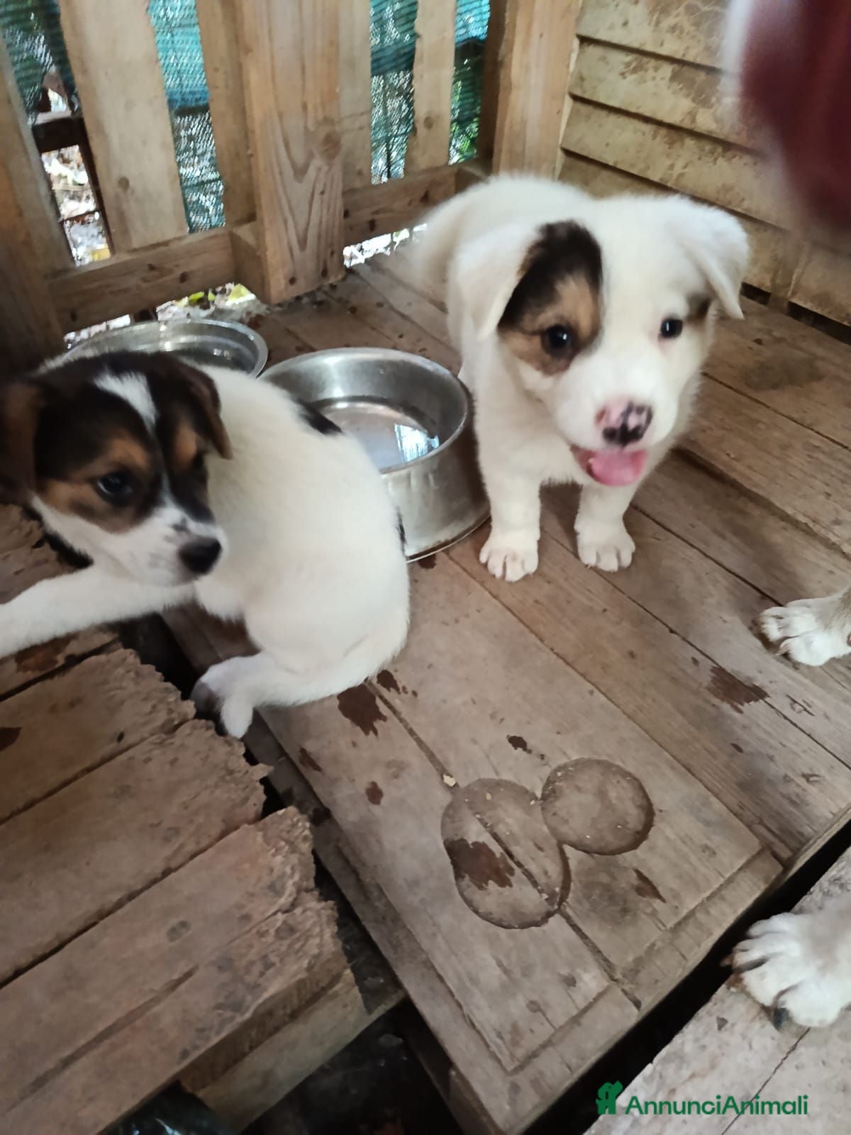 Meticcio cani Tim e Kia! (25kg-2 mesi)  - Annuncio 1