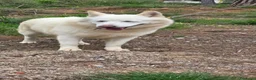 Meticcio cani in regalo: Snow, una bellissima simil pastore svizzero - Annuncio 4