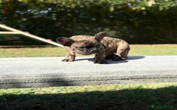Bulldog Francese cani in vendita: BULLDOG FRANCESI - Immagine 4
