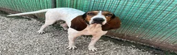 Meticcio cani in regalo: ADOTTACI - Annuncio 6