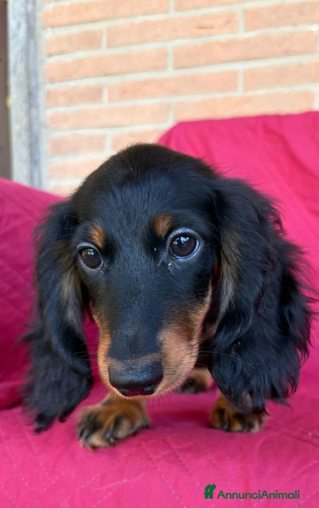Bassotto cani in vendita: DISPONIBILE MASCHIO A PELO LUNGO  - Annuncio 1