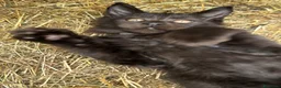 Maine Coon gatti in vendita: Cucciolo black smoke di maine coon (Tequila) - Annuncio 14