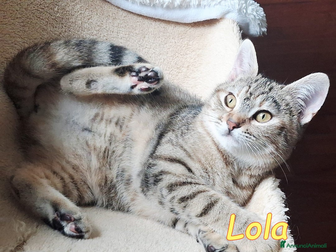 Europeo gatti in regalo: LOLA cerca casa - Annuncio 5