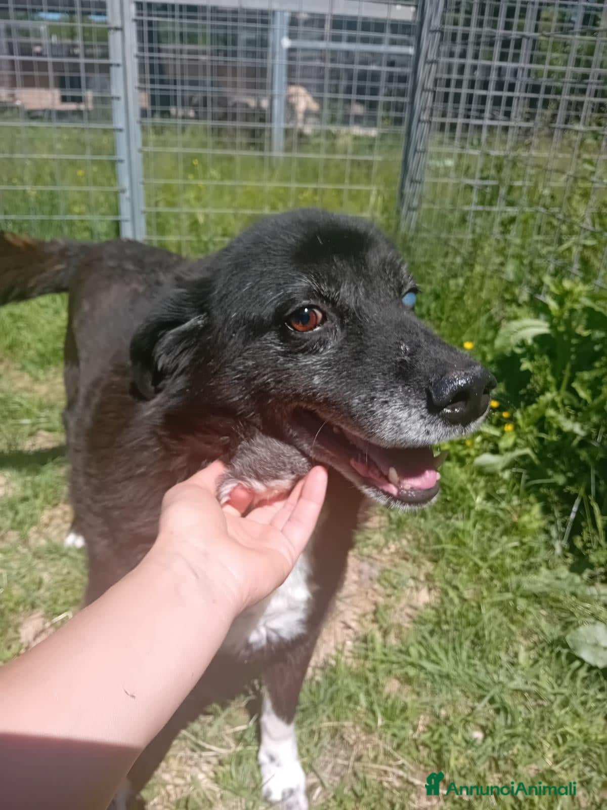 Meticcio cani Skipper, cane speciale, adozione del cuore - Annuncio 13
