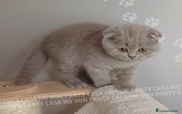 Scottish gatti in vendita: Cucciola Scottish Fold  a Villafranca di Verona - Immagine 5