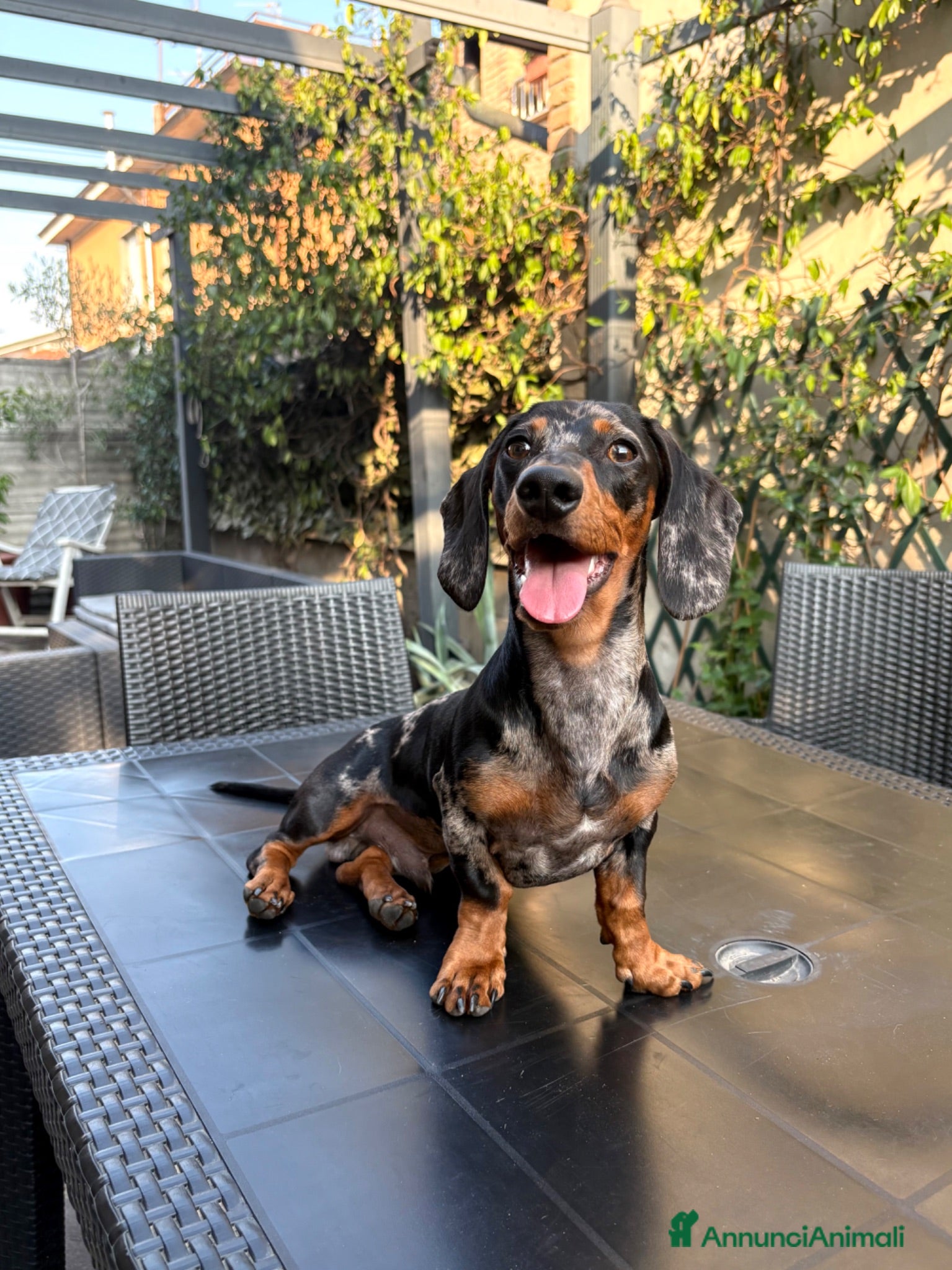 Bassotto cani Bassotto Tri Merlè per Monta - Annuncio 1