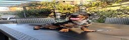 Bassotto cani per accoppiamento: Bassotto Tri Merlè per Monta a Provincia di Monza e della Brianza - Annuncio 1