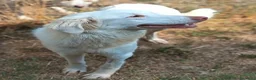Meticcio cani in regalo: Femmina taglia media 1 anno  - Annuncio 2