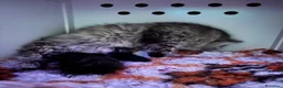 Siberiano gatti in vendita: SIBERIANI GATTINI IPOALLERGENICI - Annuncio 10