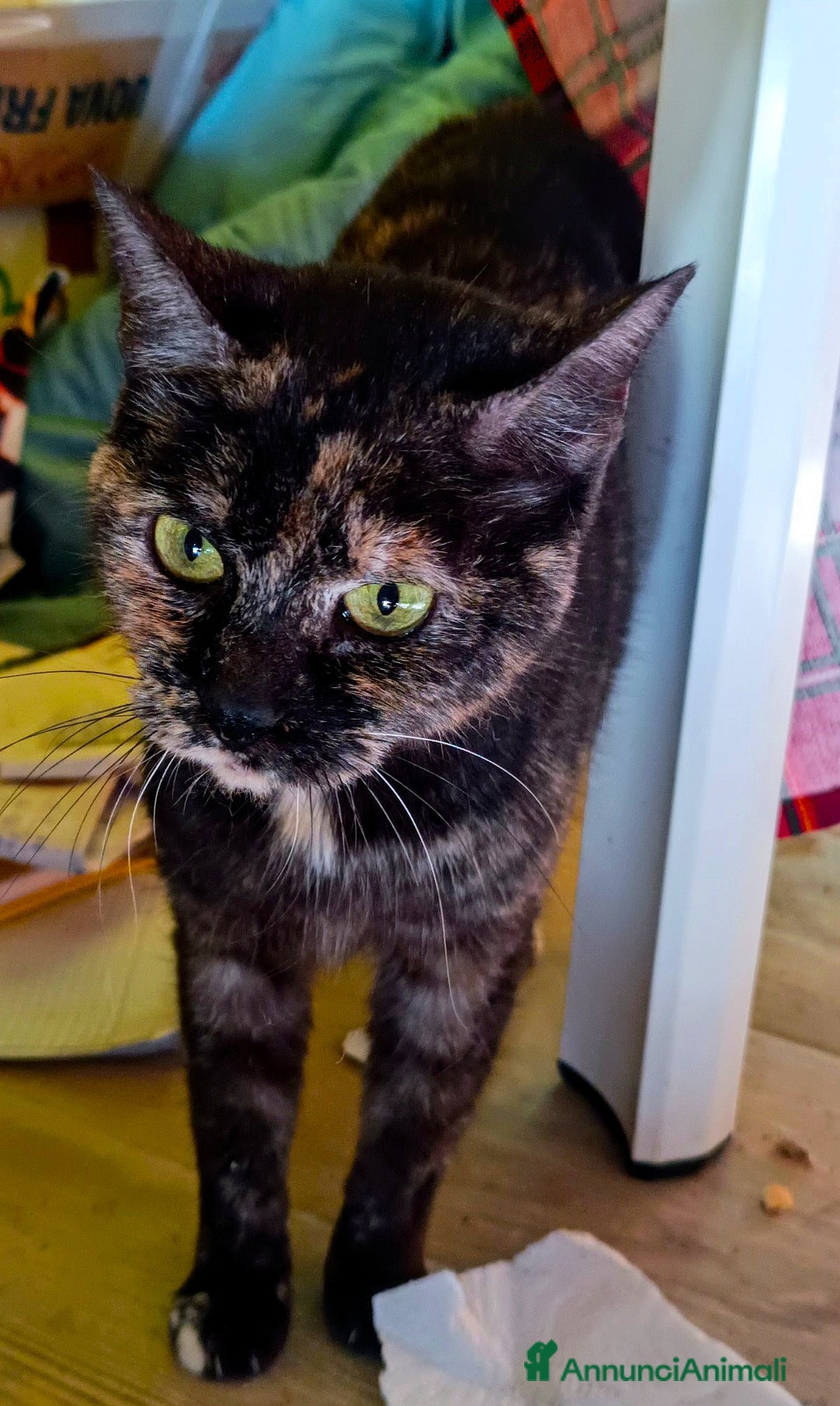 Altre razze gatti in regalo: Gatta - Annuncio 3